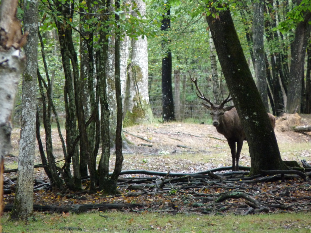 Cerf espace Rambouillet