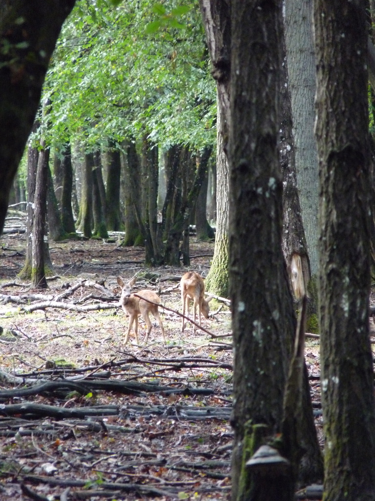 Balade à Rambouillet