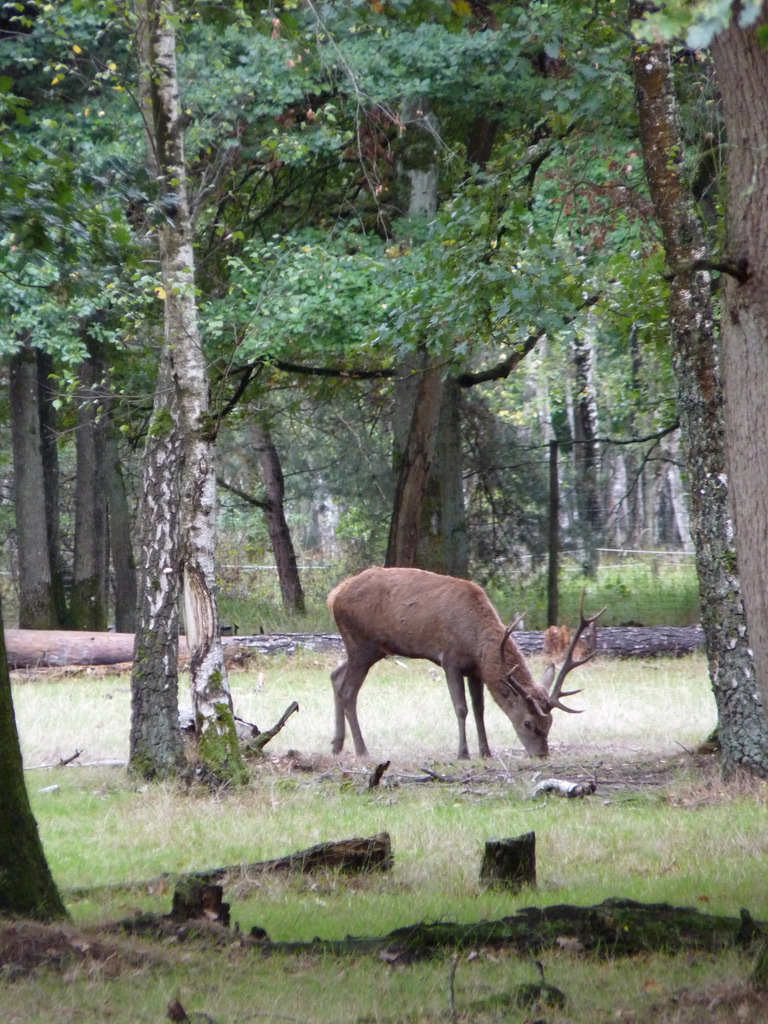 Rambouillet idées sorties