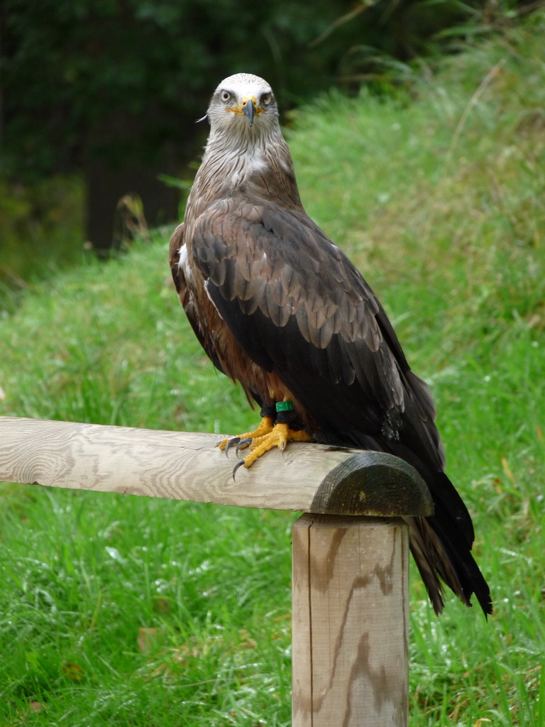 Rapaces Espace Rambouillet