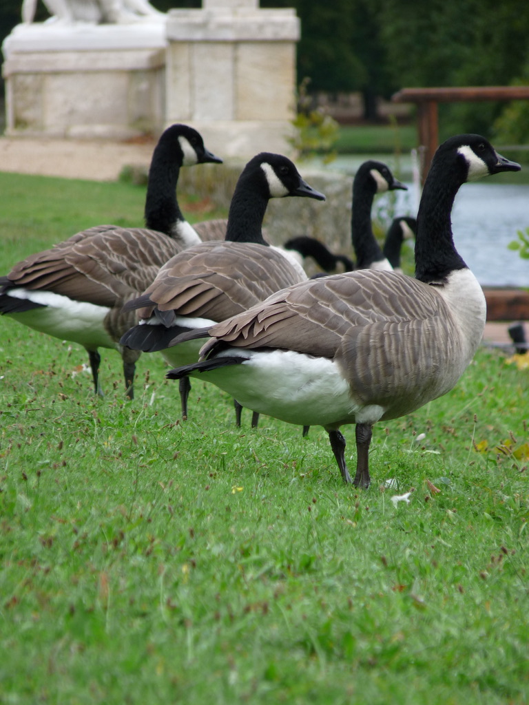 Ferme Compiègne