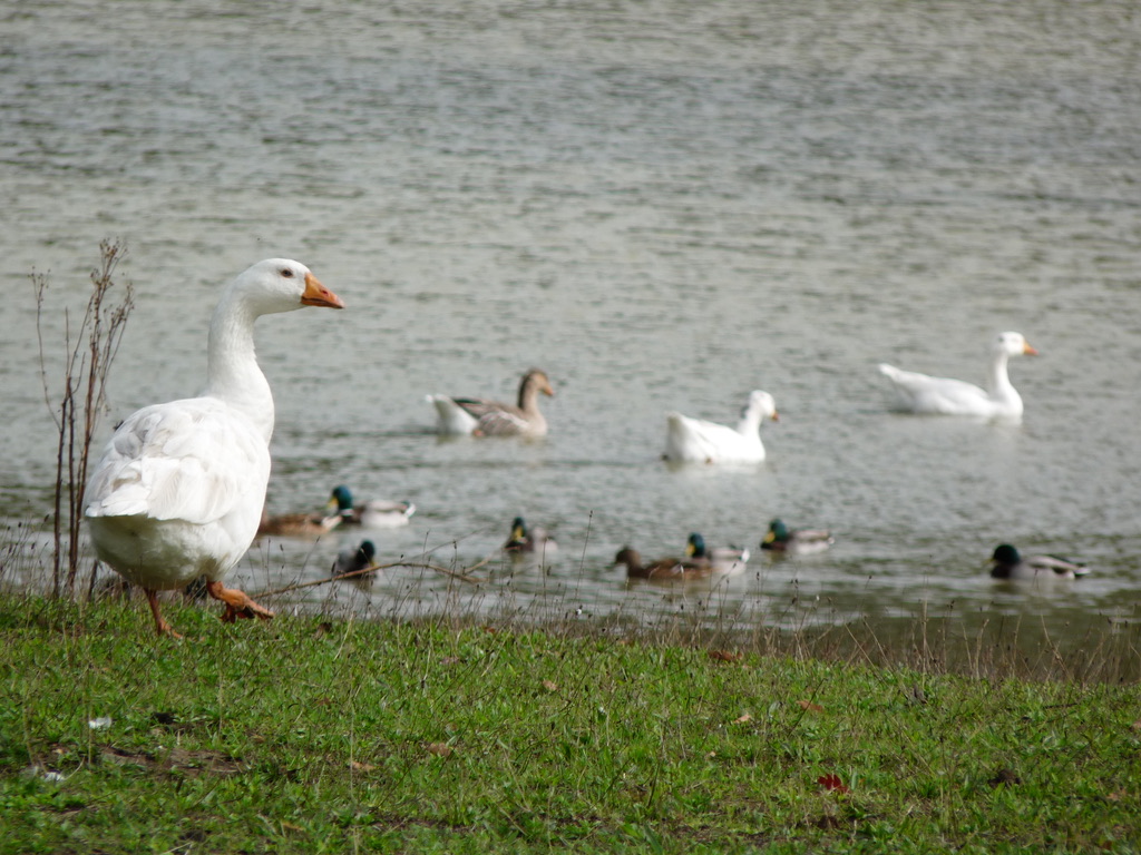 Bergerie Rambouillet