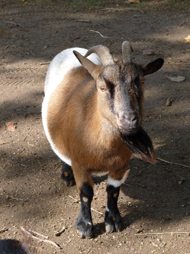 Ferme Rambouillet