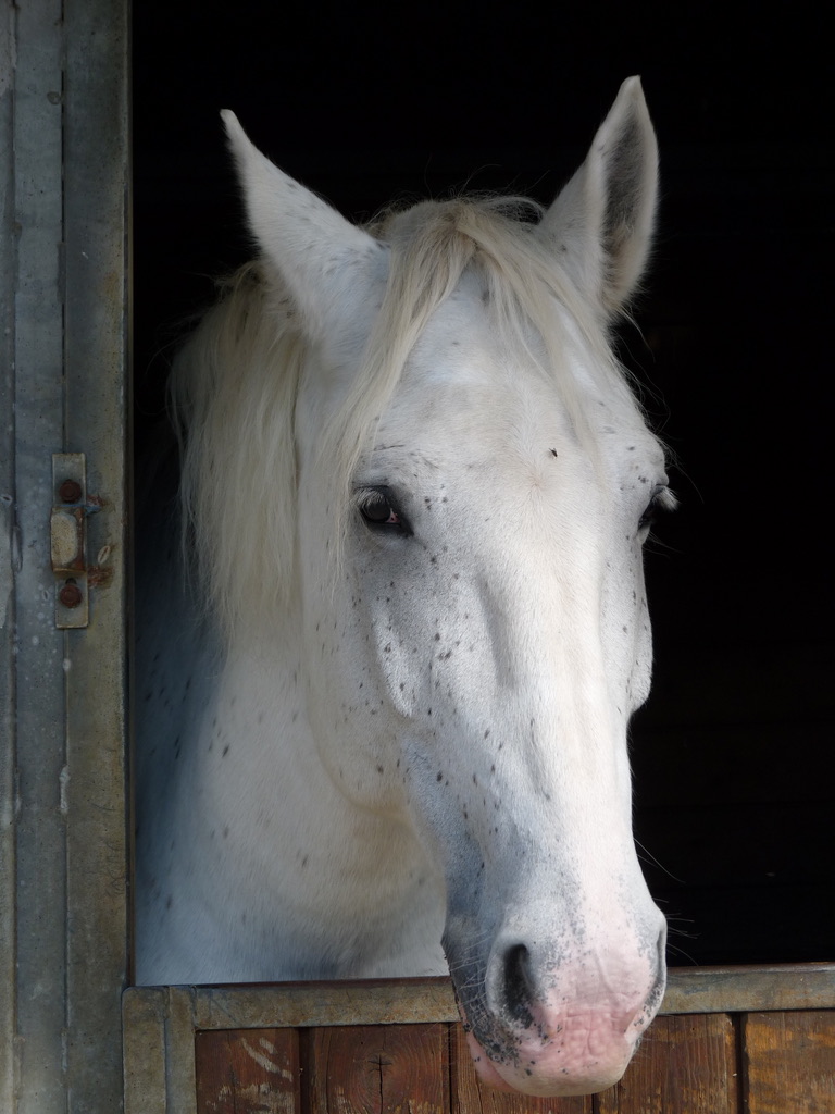 Cheval Rambouillet