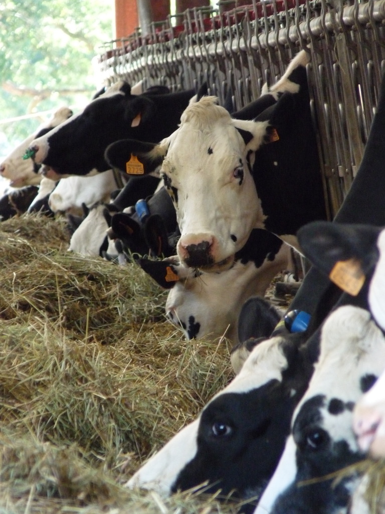 Ferme pédagogique Rambouillet