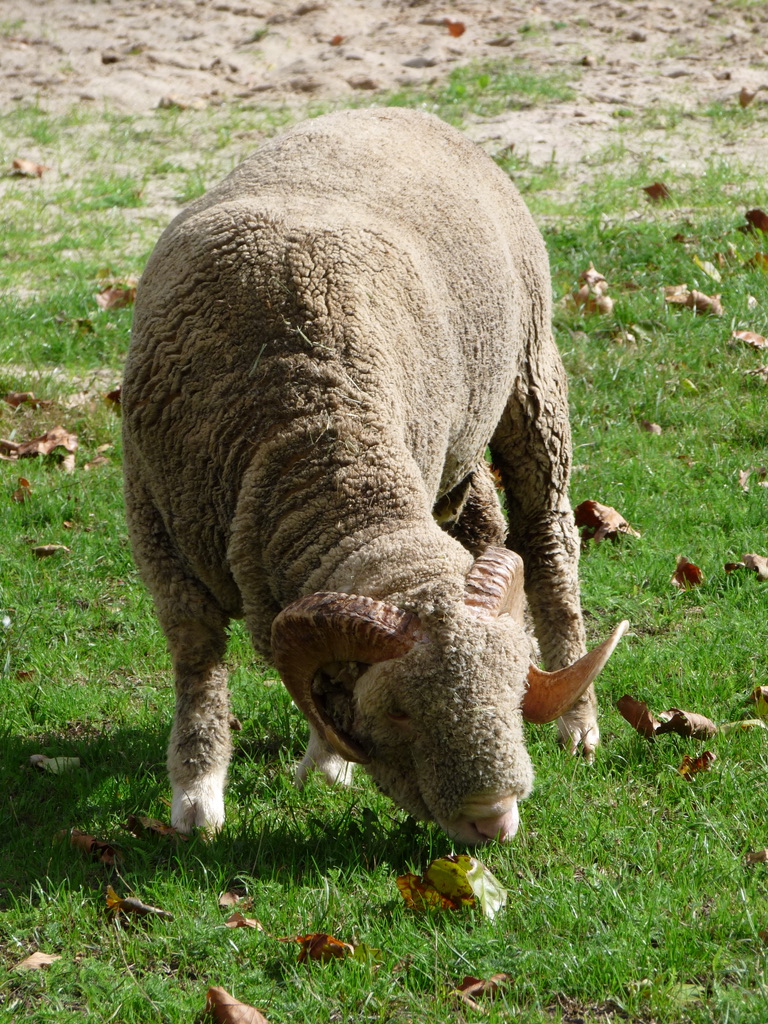 Ferme de Rambouillet