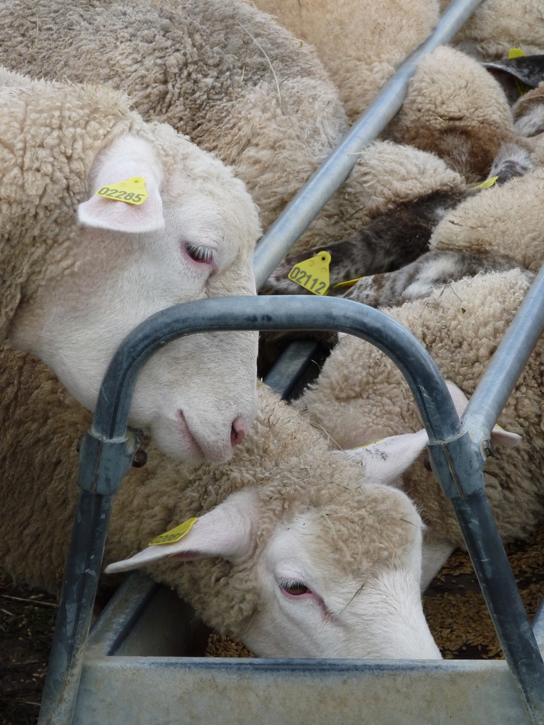 Ferme pédagogique Rambouillet