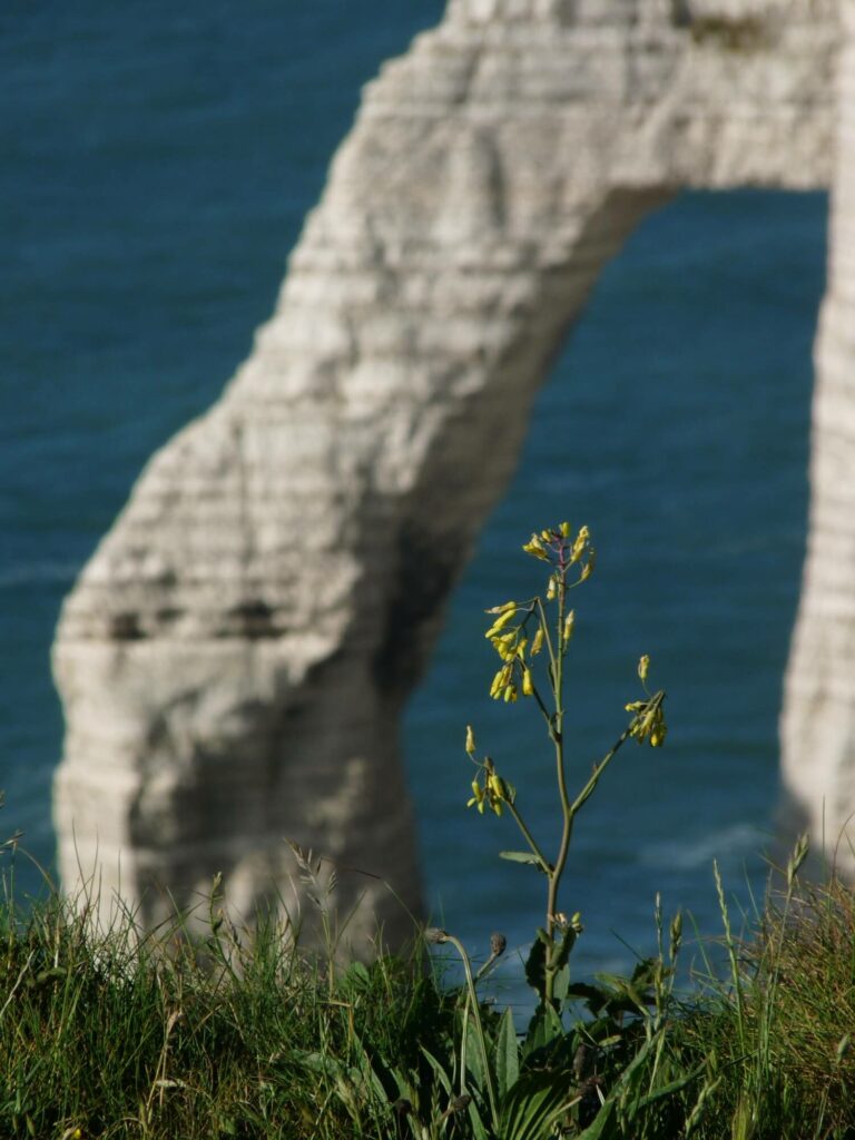 Journée à Etretat