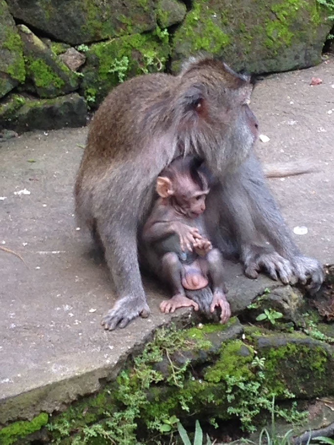 Singes Bali