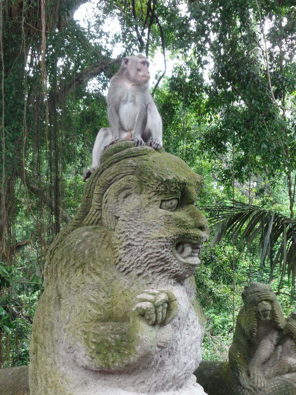 Singes Bali