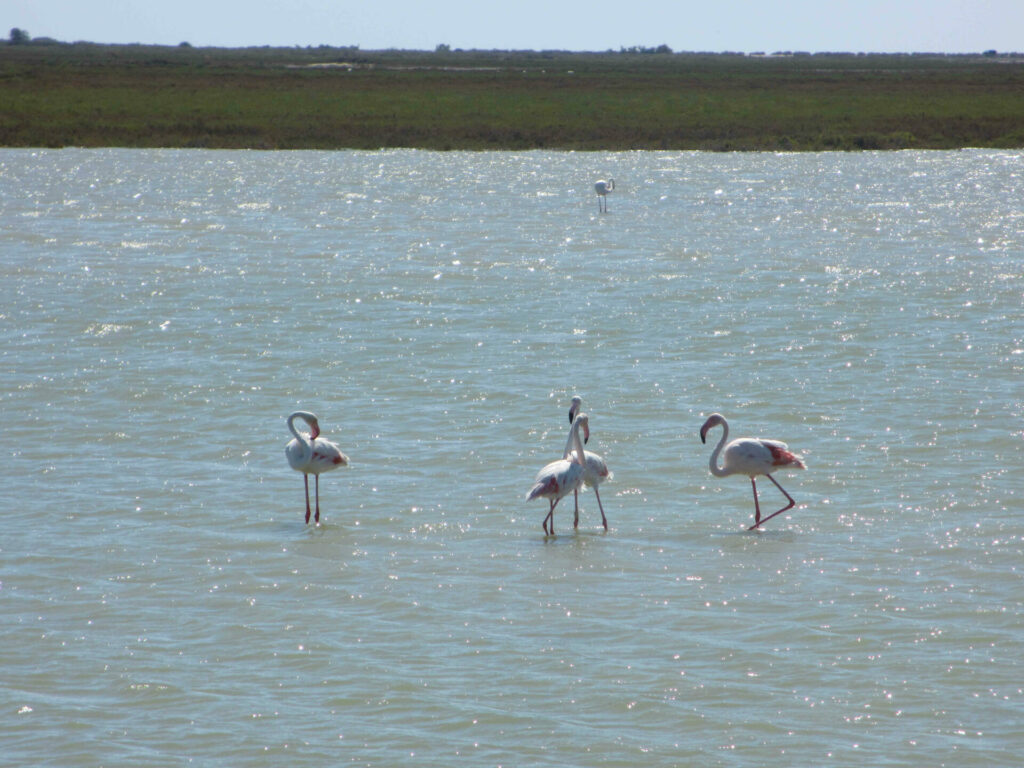 Flamands roses de Camargues