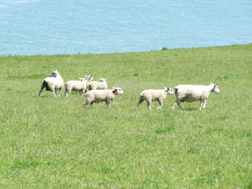 Cap Gris Nez