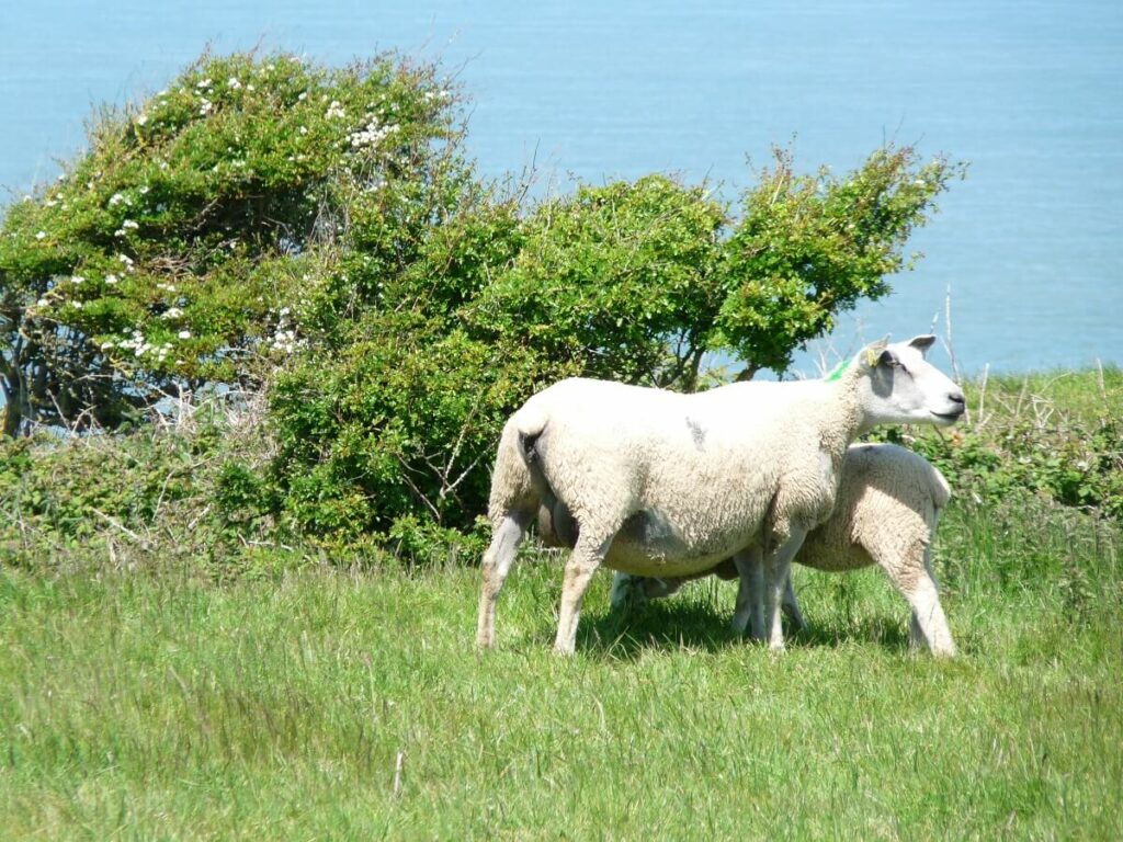 Moutons Cap Gris Nez