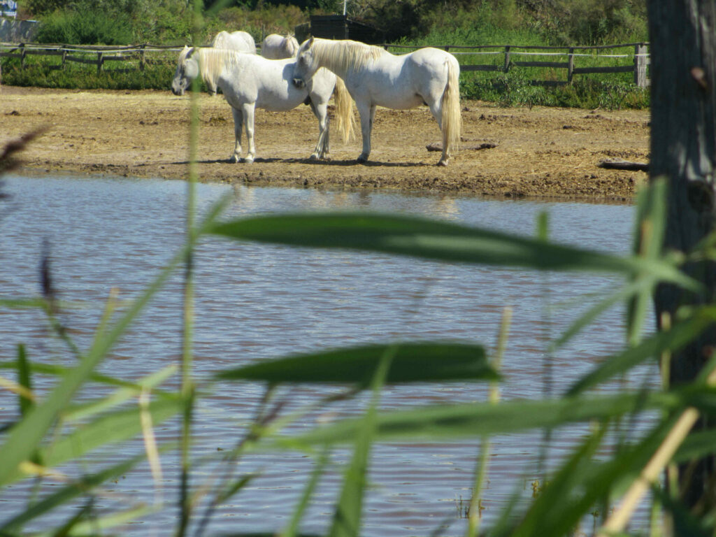 Cheveaux de Camargue