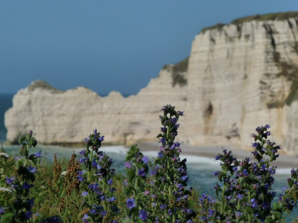 Falaises d'Etretat