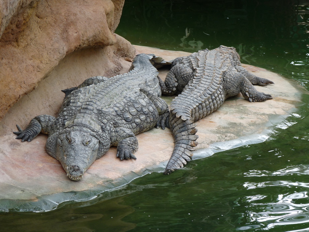 Ferme aux crocodiles en Drôme Provençale