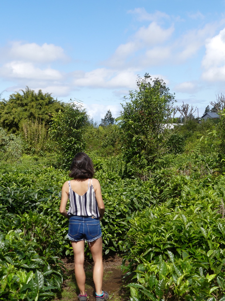 labyrinthe en champs thé Réunion