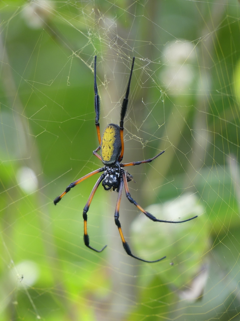 Araignée Réunion