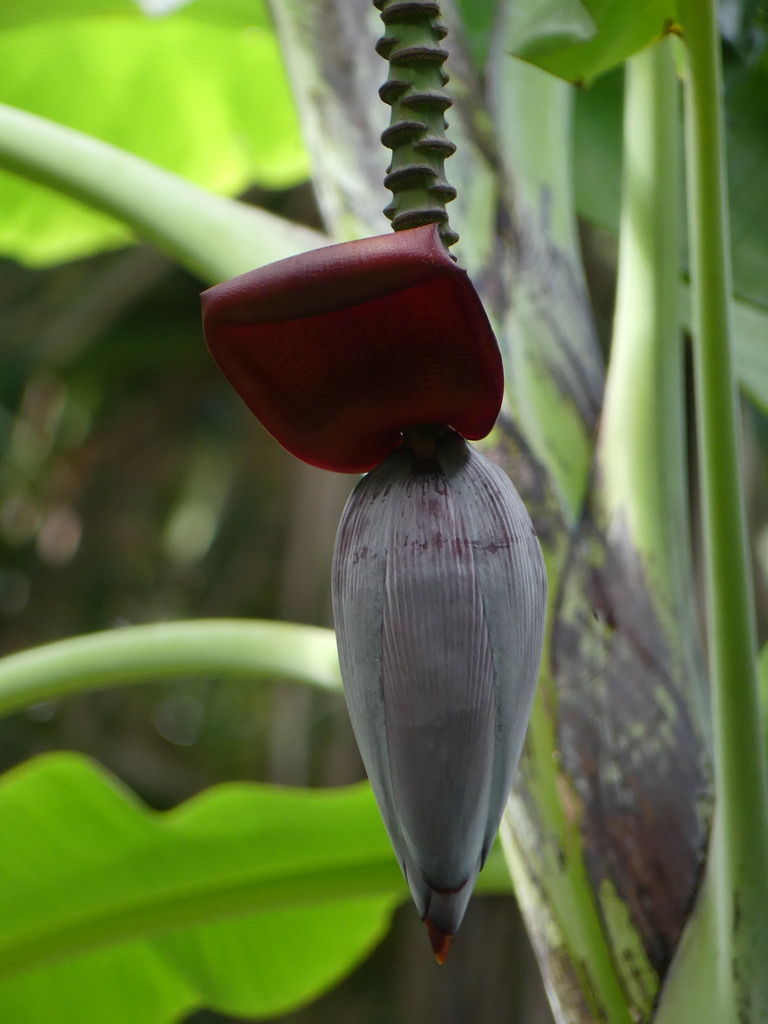 Jardin botanique Réunion