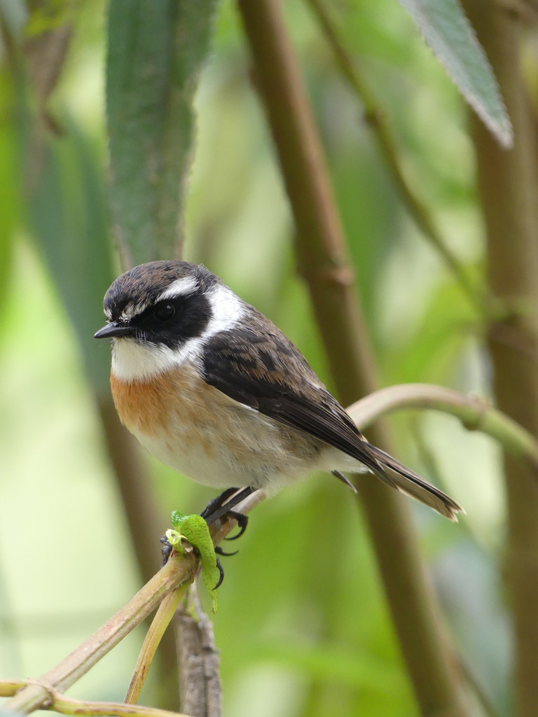 Oiseau Réunion