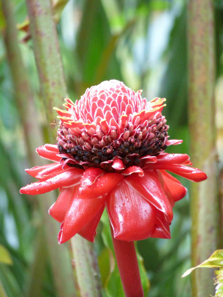 jardins botaniques Réunion