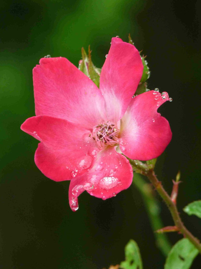 Fleurs Réunion