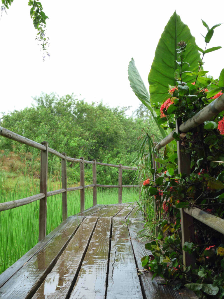 Jardin tropical Réunion