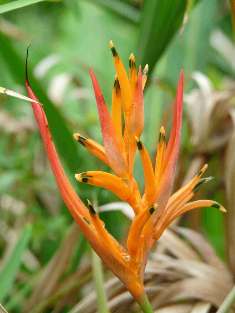 jardins botaniques Réunion