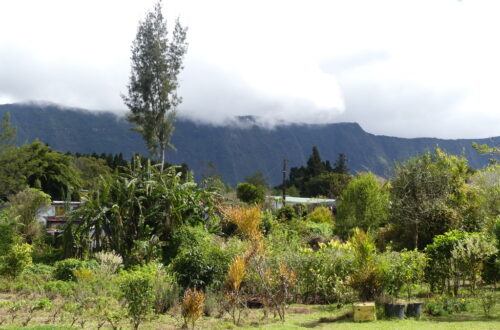 Labyrinthe En Champs Thé Réunion