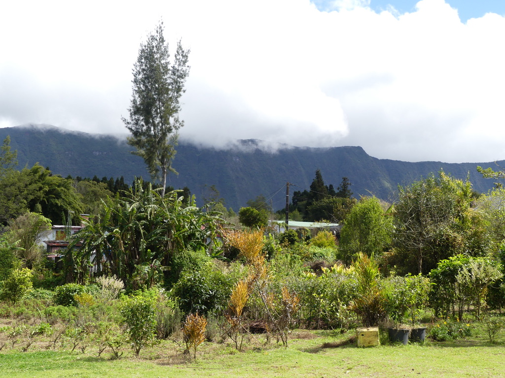 Labyrinthe En Champs Thé Réunion