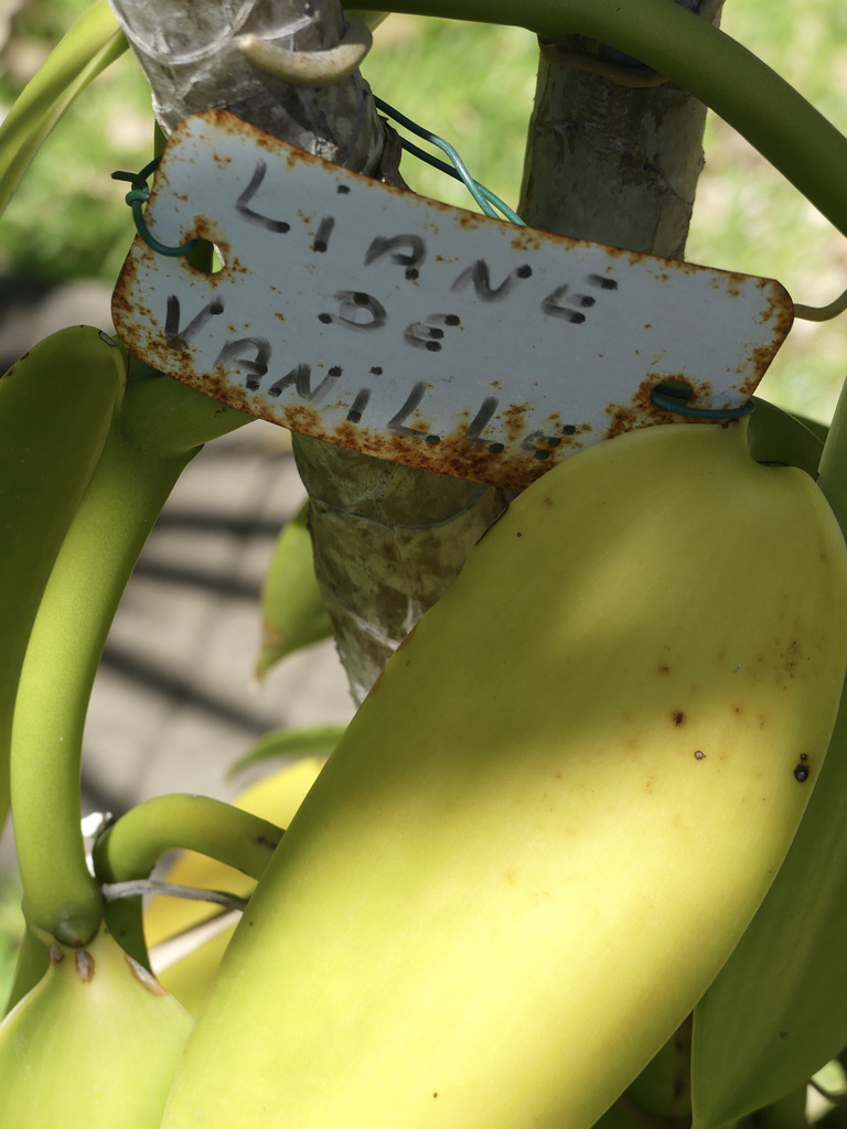 Plantation vanille Réunion