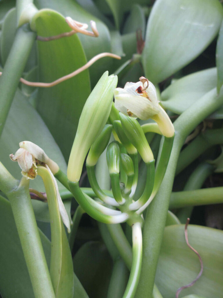 Vanille Réunion