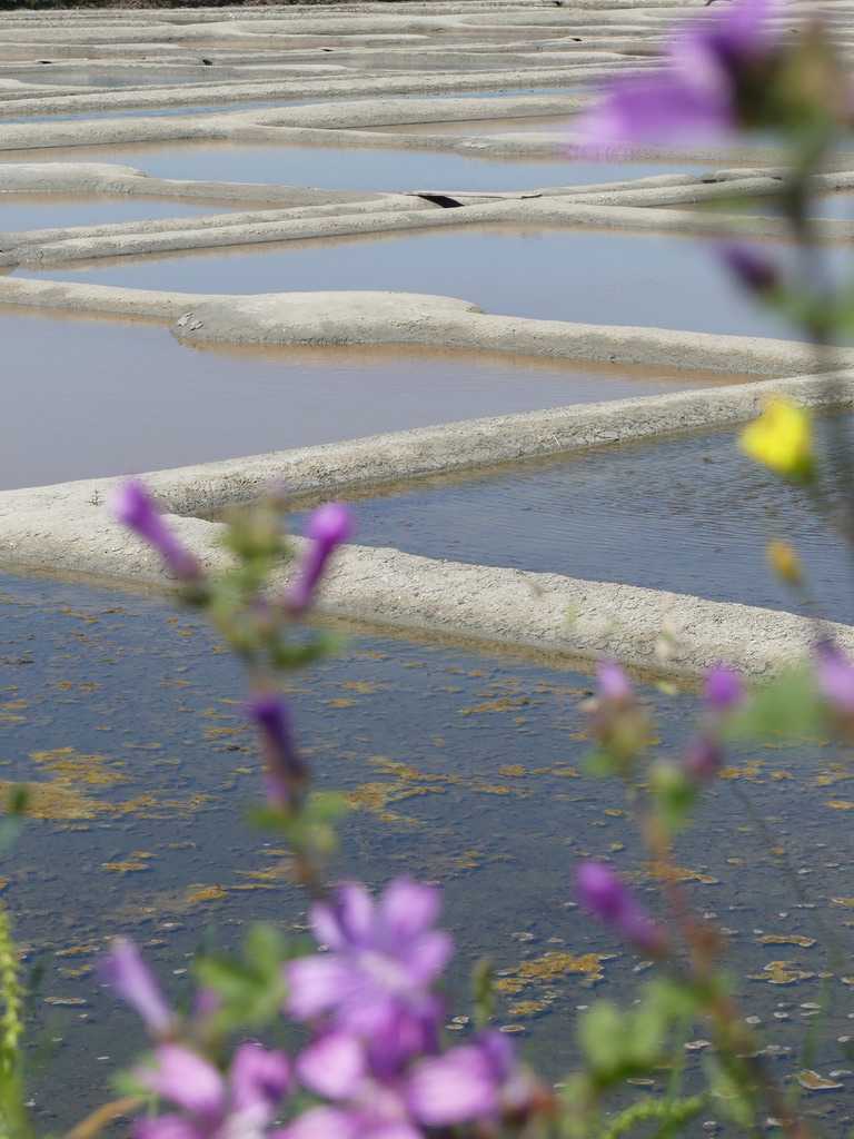 Marais salants Guérande