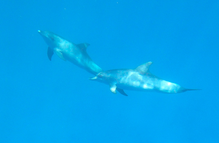 Dauphins Mayotte