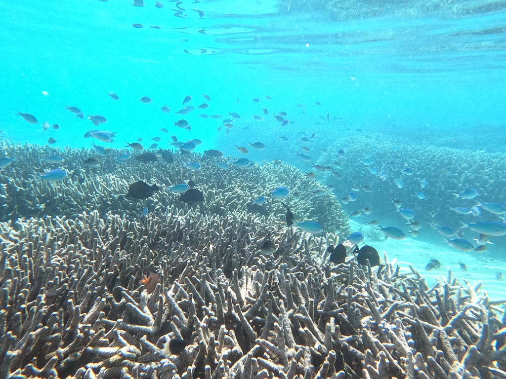 Fonds sous marin Mayotte