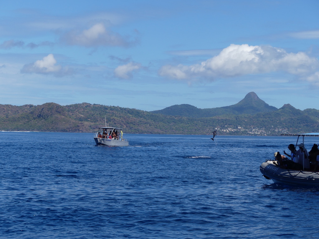 Sortie dauphin Mayotte