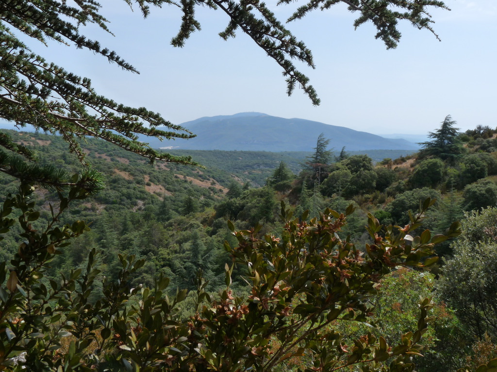 Forêt de cèdres