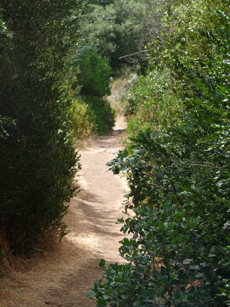 Forêt de cèdres Lubéron