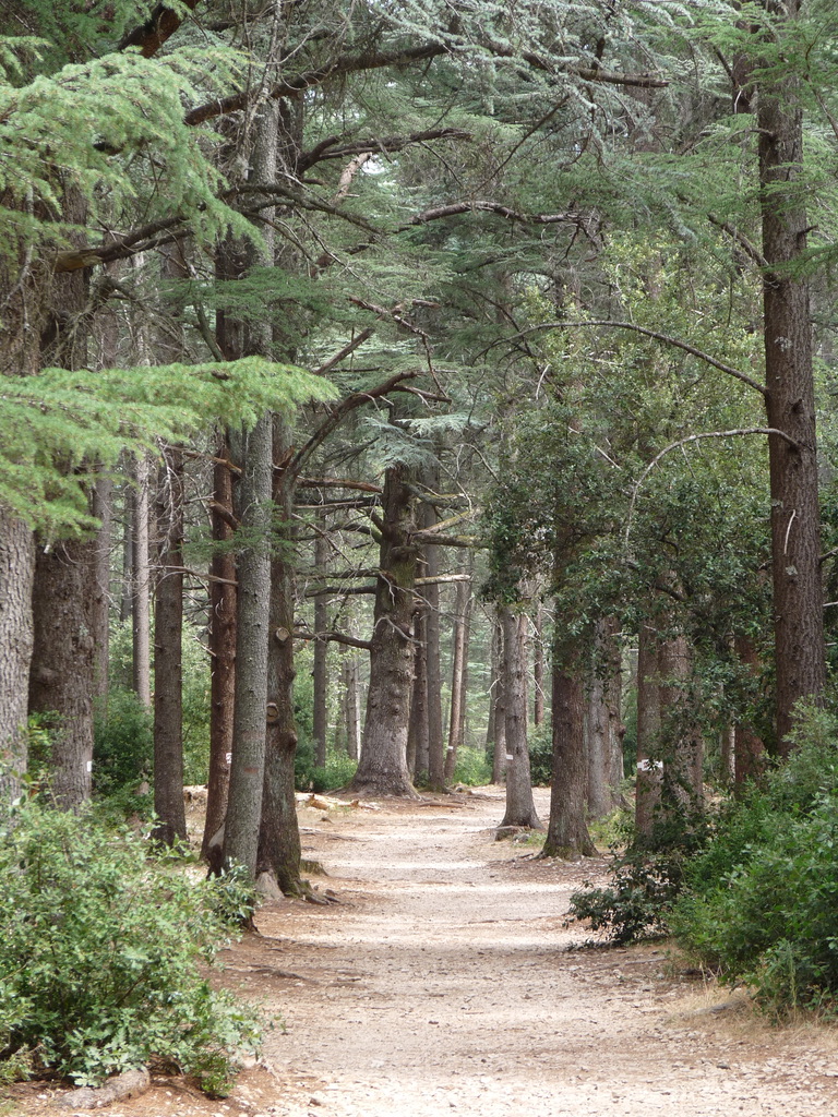 Forêt de cèdres Lubéron