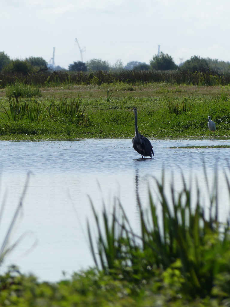 marais de Brière