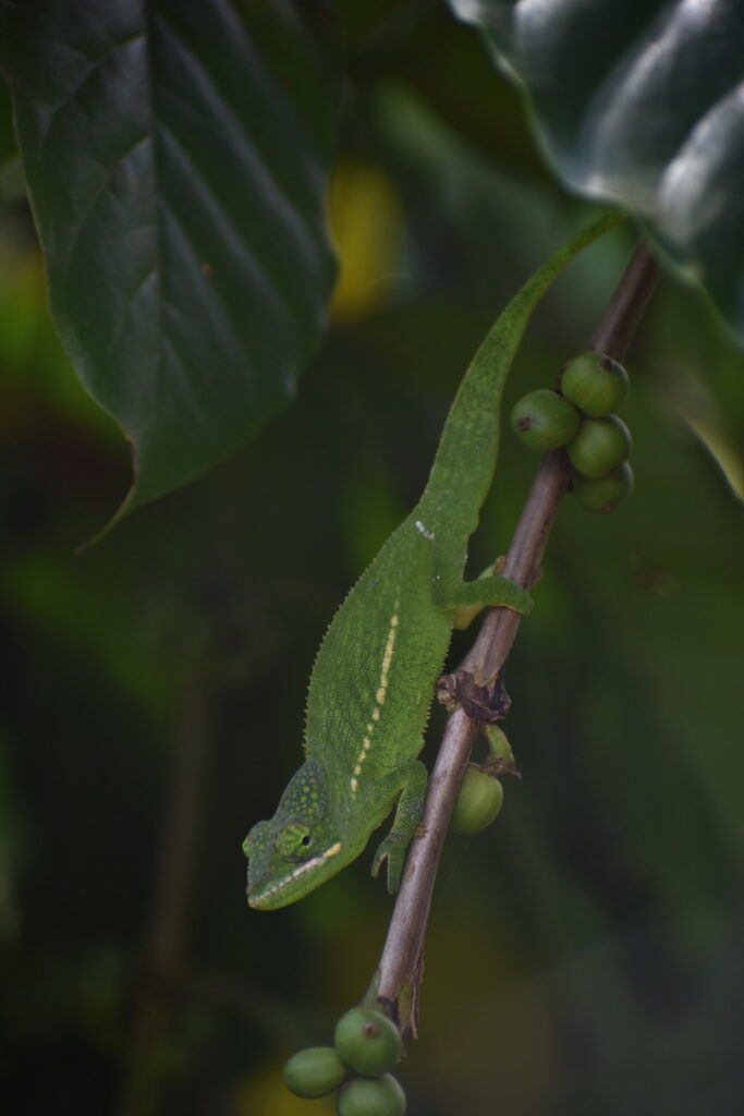 Jardin botanique Coconi