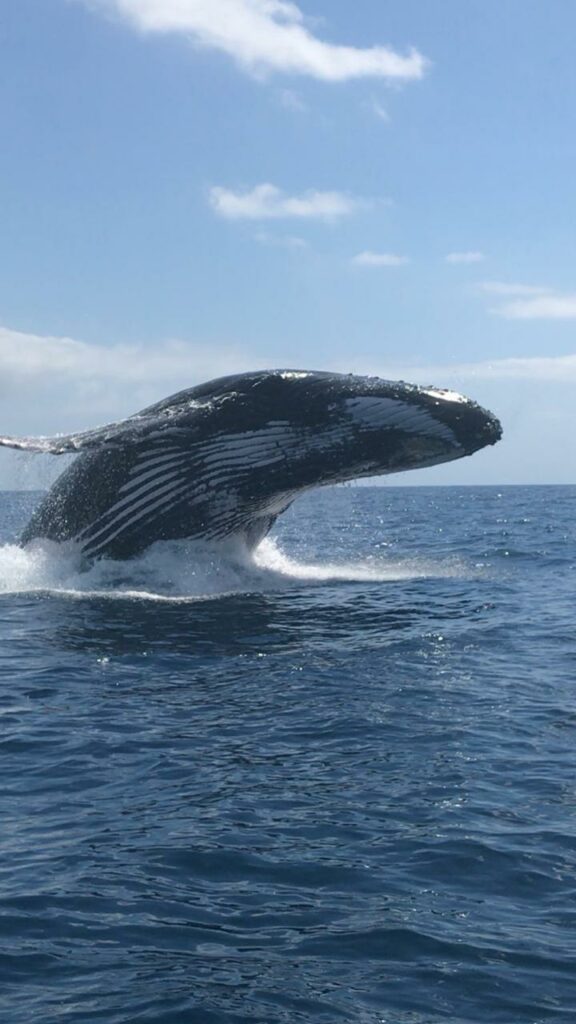 Baleine Mayotte