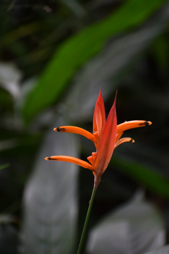 Jardin botanique Coconi