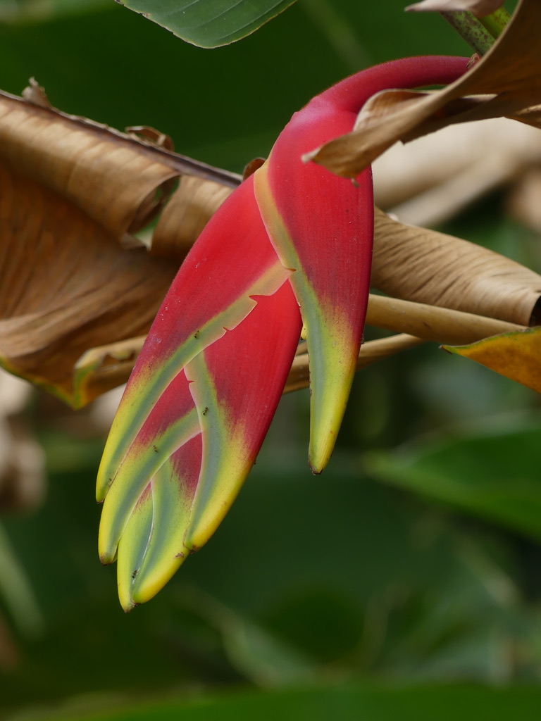 Mayotte