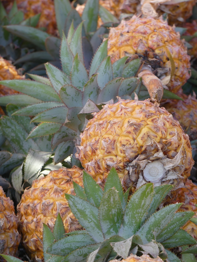 Ananas Mayotte