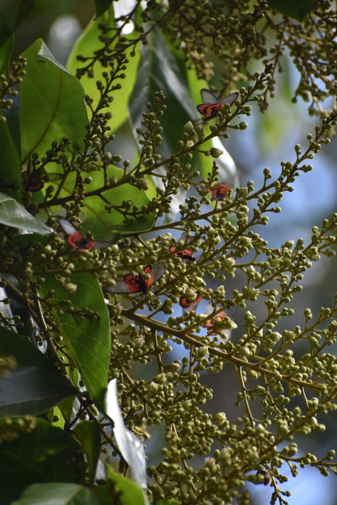 Jardin botanique Coconi