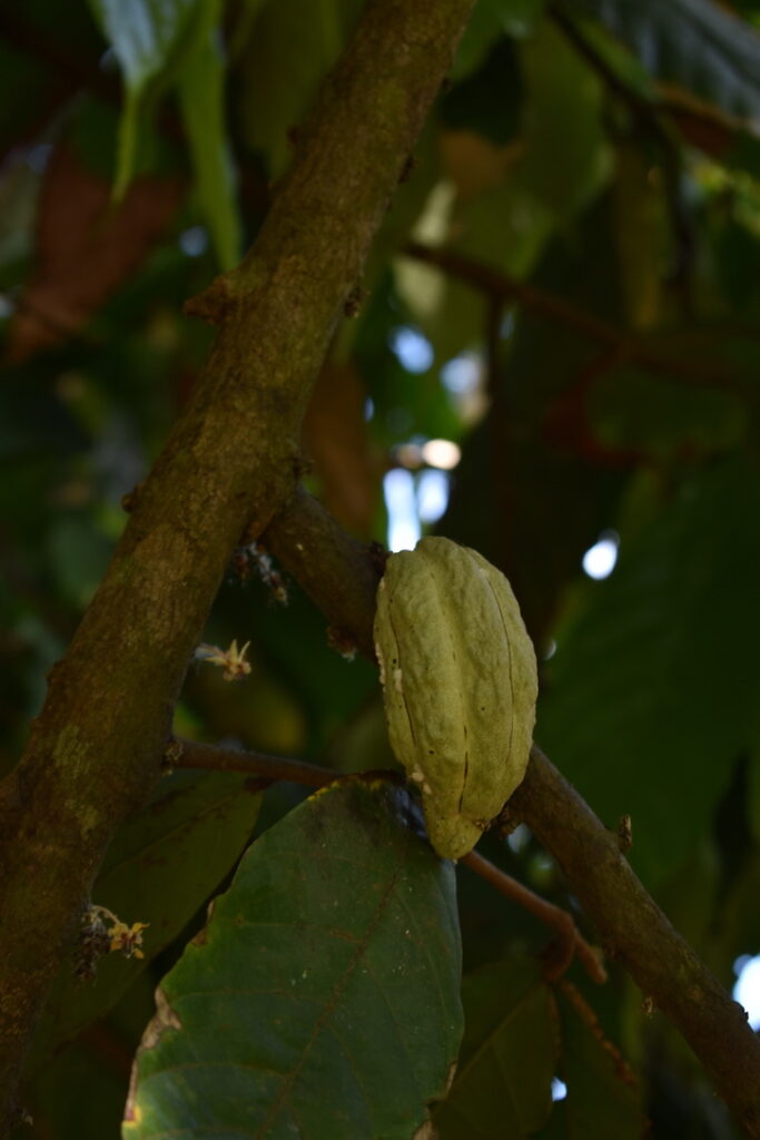 Jardin botanique Coconi