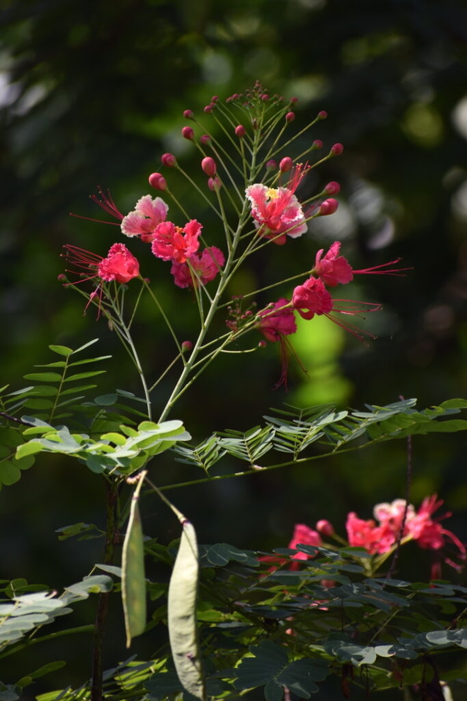 Jardin botanique Coconi