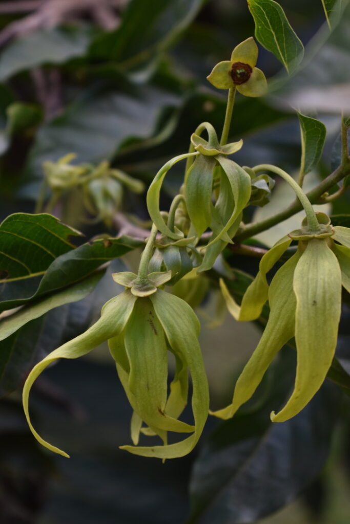 Ylang yang