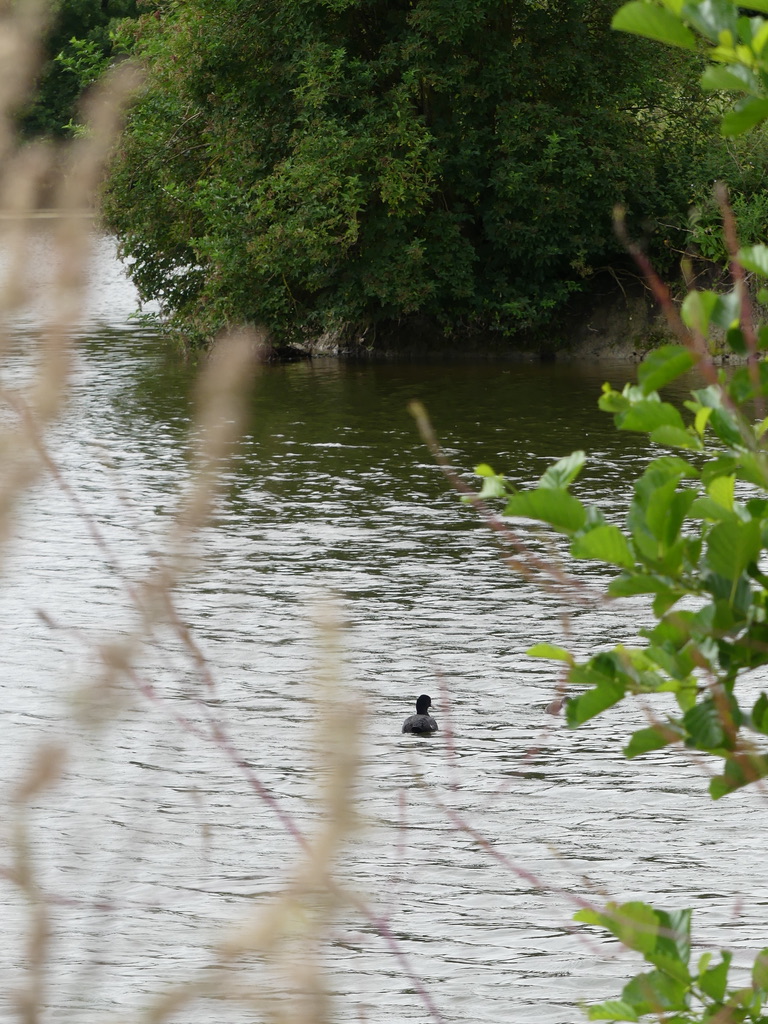 Marais de Villers-sur-mer